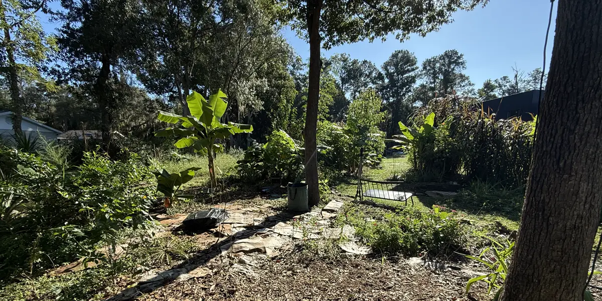 Young banana plants and a mulched path under the oaks in the yard.